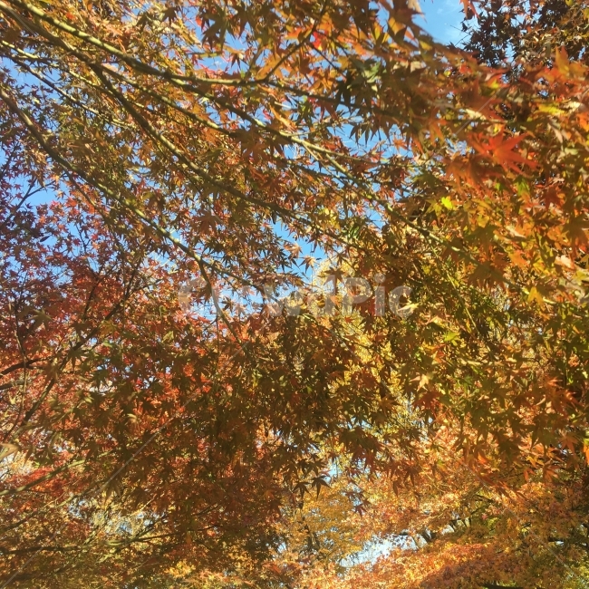 단풍,낙엽,가을,단풍놀이,계절,가을,계절,fall,autumn,season,식물,자연,plants,nature,tree,나무,plant,leaf,잎,maple