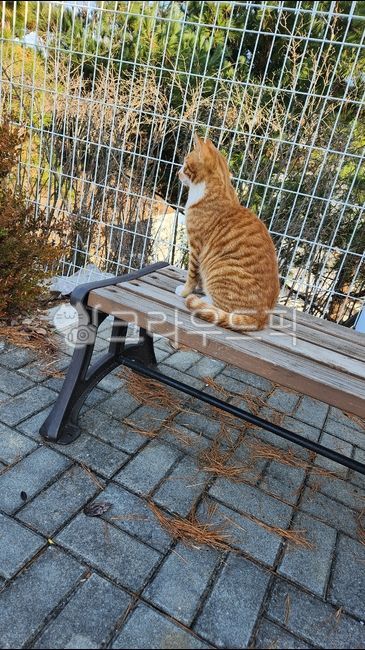 cat,backside,cuteness,pattern,back