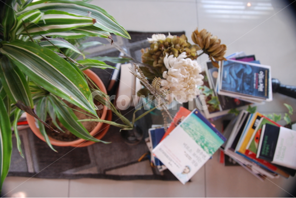 식물,책,book,plant,책더미,꽃,인테리어,green