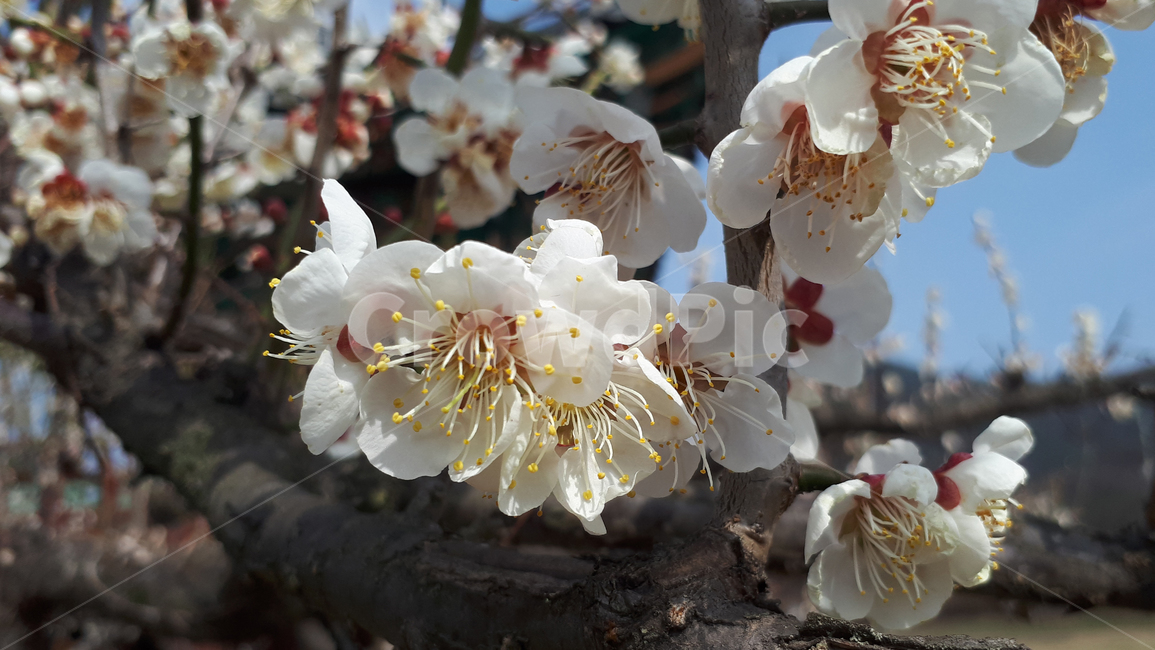 매화,꽃,plant,식물,봄,flower,blossom,식물,자연,plants,nature,꽃,flower