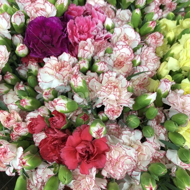 꽃,flower,blossom,꽃꽂이,flowerarrangement,flowerbouquet,꽃다발,카네이션,사랑해요,알록달록,백그라운드,텍스쳐,식물,자연,plants,nature,꽃,flower,기념일,축하,anniversary,congratulation,celebrate,celebration
