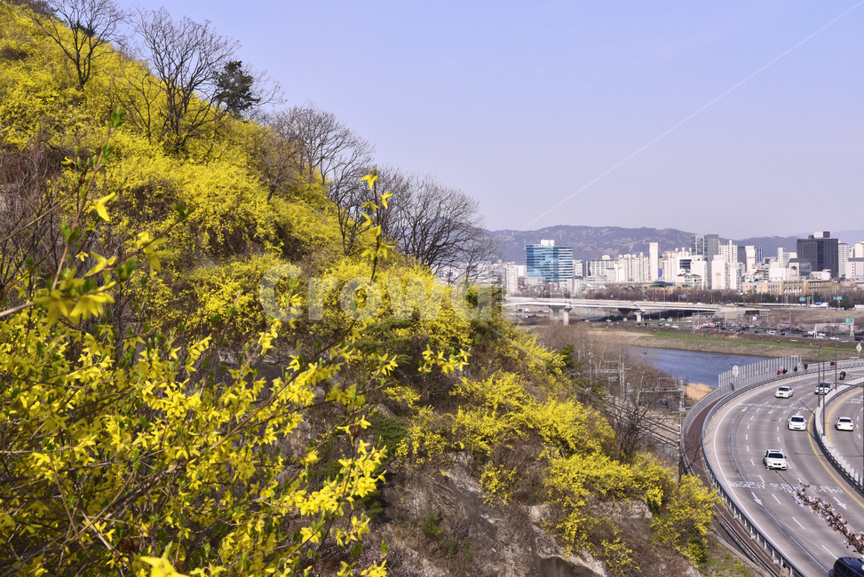 봄풍경,한국도시경관,한강,다리,대교,차량,도시,대도시,고층건물,고층빌딩,건축물,계절,노랑색꽃,시즌,water,물,강물,river,야외,옥외,아웃도어,배경,바탕,백그라운드,outdoor,city,고가도로,scenery,풍경,landscape,경치,자연,nature,freeway,고속도로,road,도로,metropolitan,도시풍경,봄,계절,spring,season,자연,풍경,nature,landscape