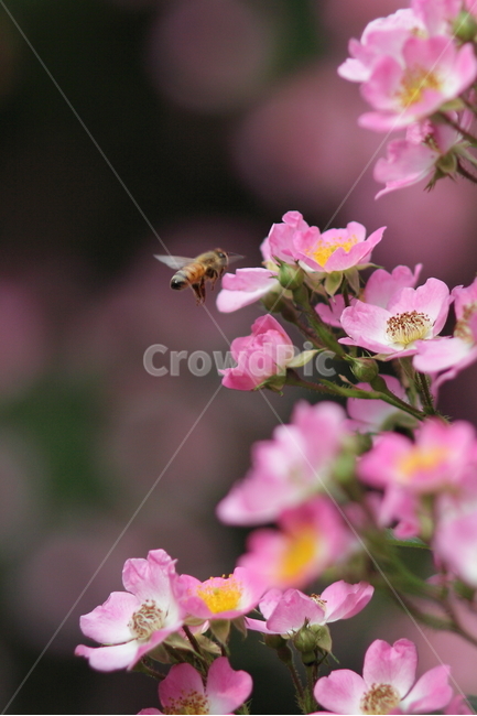 꽃과벌,꿀벌,봄,배경,분홍꽃,꿀,꽃사진,봄,계절,spring,season,식물,자연,plants,nature,꽃,flower,동물,animal,곤충,벌레,insect,bug,bee,벌,invertebrate,무척추 동물,honey bee