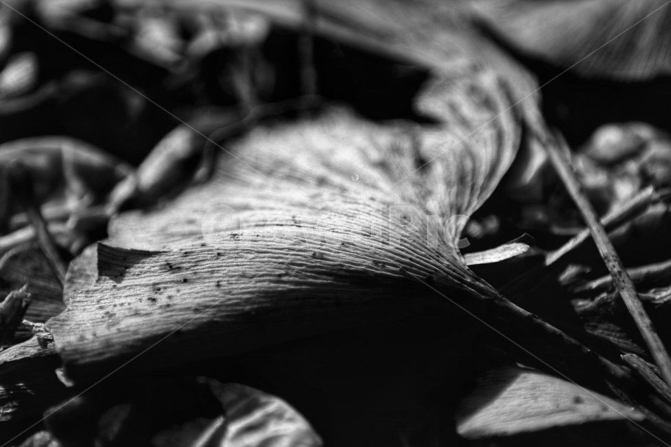 낙엽,가을,겨울,은행잎,계절,흑백,모노톤,monochrome,black and white