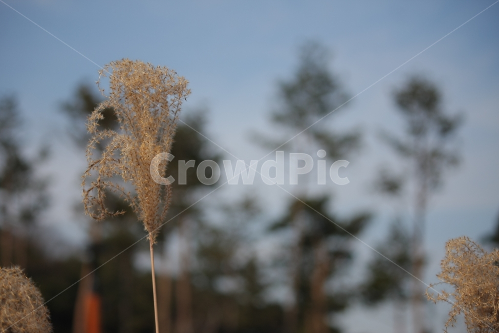 가을,공원,갈대,하늘,억새,가을,계절,fall,autumn,season,식물,자연,plants,nature,감성,sensible,feeling,grass,잔디,plant,lawn