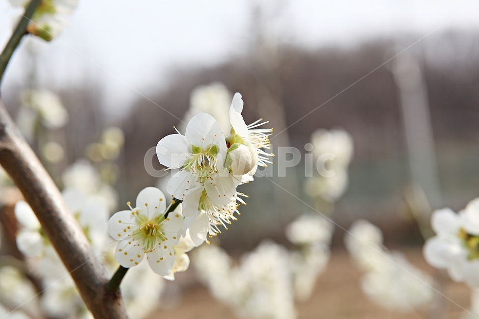 매화꽃,매화,꽃,꽃잎,봄꽃,봄,공원,식물,자연,식물,자연,plants,nature,꽃,flower