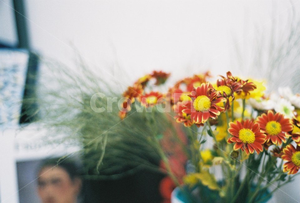 plant,식물,꽃꽂이,인테리어,실내,필름사진,감성사진