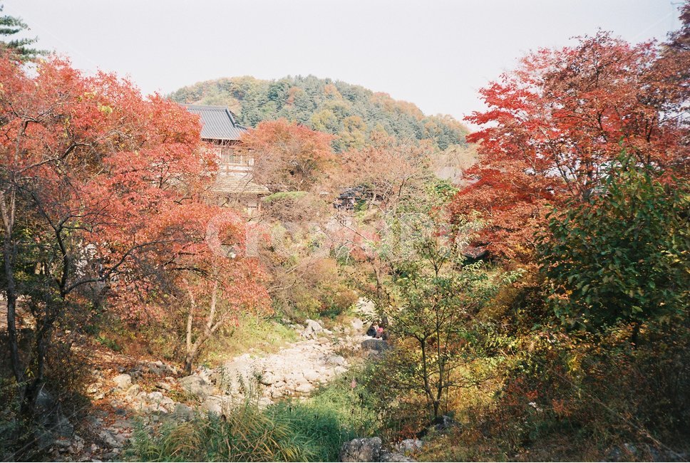 가을,단풍,은행,가을나무,가을풍경,단풍산,가을산,은행나무,단풍나무,가을,계절,fall,autumn,season,tree,나무,plant,식물,maple