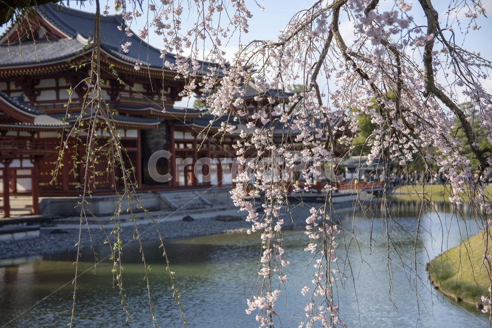 background,배경,풍경,scenery,plant,식물,보케