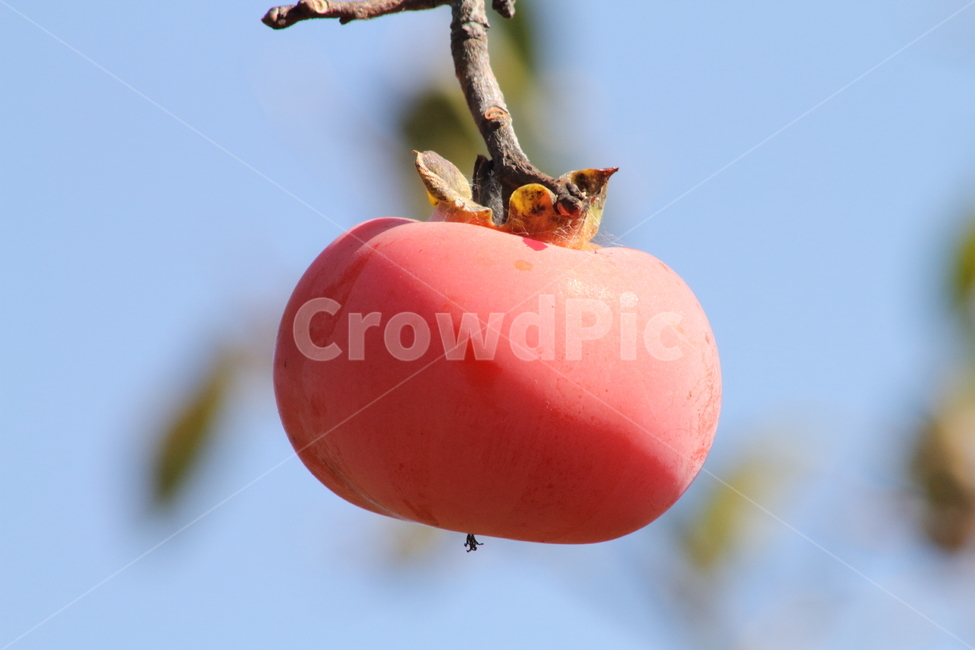 감,열매,가을,홍시,persimmon,fruit,가을,계절,fall,autumn,season,과일,열매,fruit,plant,식물,food,음식