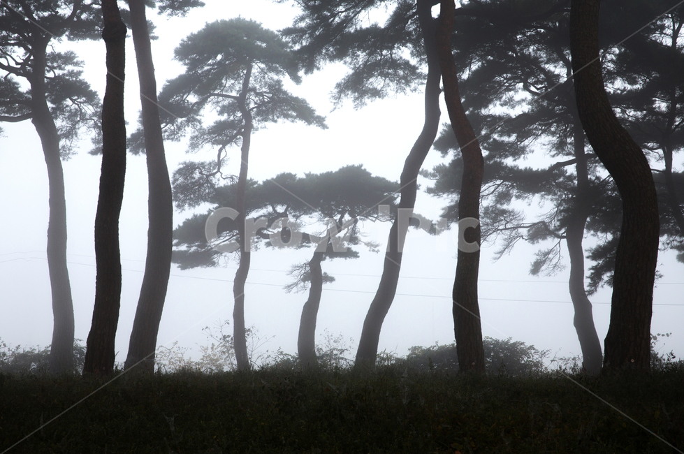 자연,풍경,경관,나무,식물,소나무,안개,아침,숲,소나무숲,기둥,잎,솔잎,새벽,tree,plant,treetrunk,나무줄기,weather,날씨,옥외,fog,outdoors