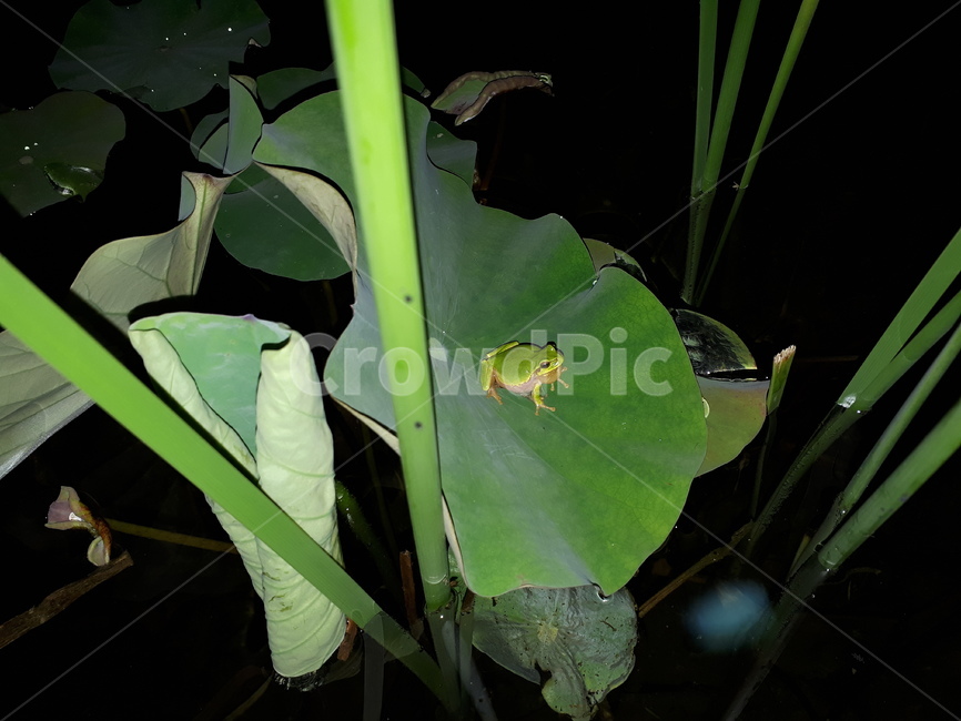 개구리,frog,finger,자연,호수,파충류,양서류,reptile,amphibian