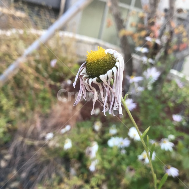 시든꽃,마른꽃,늙은,아웃포커싱,꽃,식물,자연,plants,nature,꽃,flower