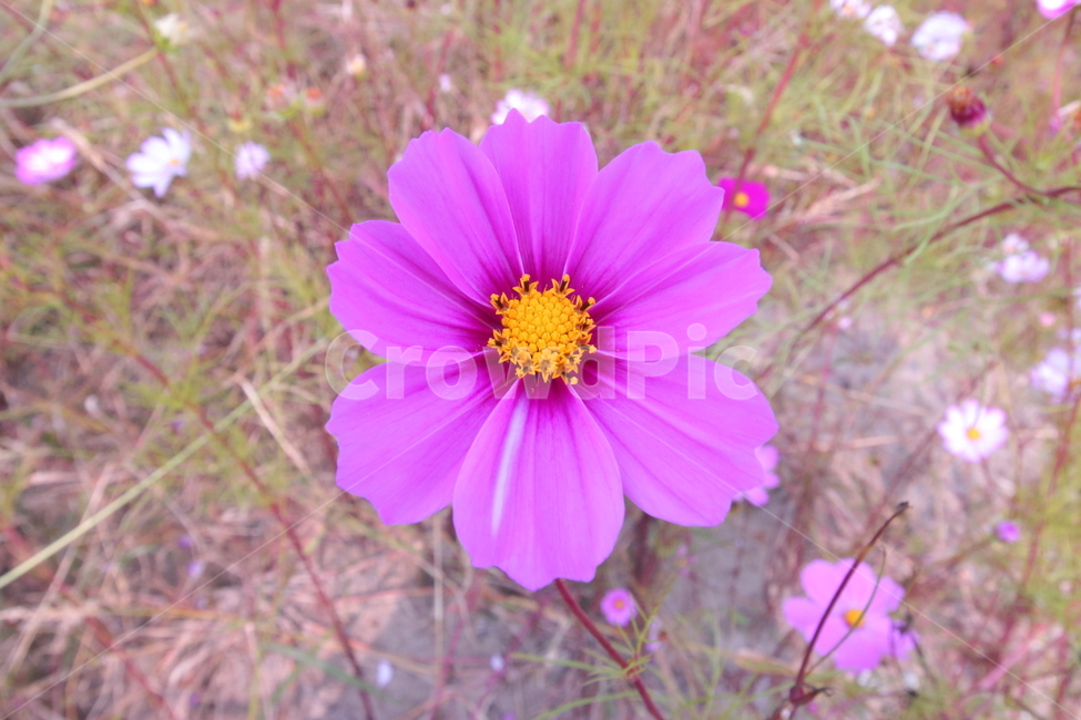 코스모스,꽃,가을,자연,commoncosmos,flower,fall,autumn,nature