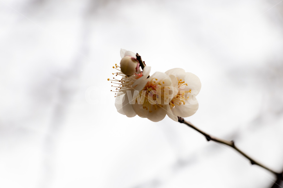 매화,매화꽃,매실꽃,백매화,흰매화,봄,계절,spring,season,식물,자연,plants,nature,꽃,flower,plant