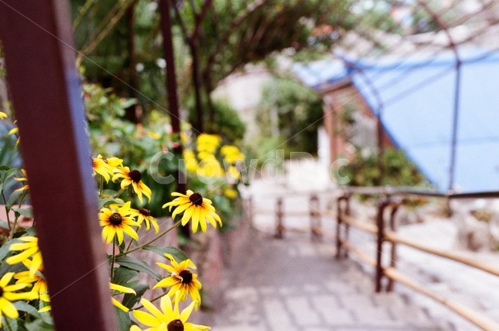 꽃,계단,달동네,필름사진,아웃포커싱,노이즈,식물,자연,plants,nature,꽃,flower