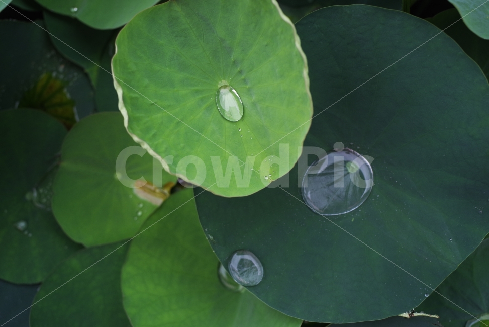 나뭇잎,연잎,빗물,물방울,여름,leaf,green,lotus,rain,raindrop,water,waterdrop,drop,plant,lotusleaf,summer,summerleaf,녹색,초록,빗방울,배경화면,감성사진,background,summerbackground,여름사진,여름배경화면,비,비오는날,rain,rainy,식물,자연,plants,nature