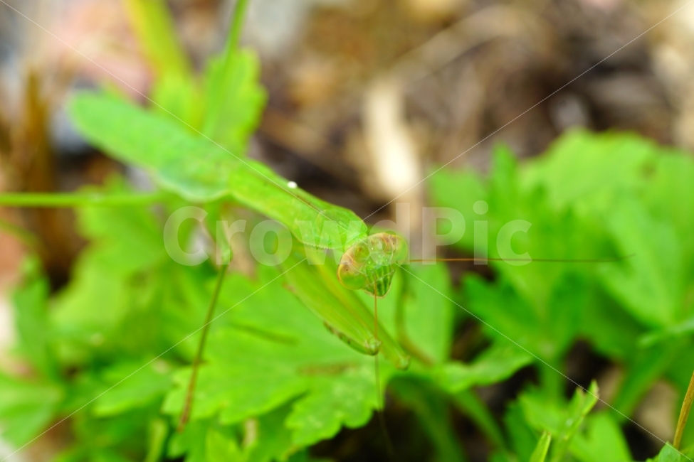 사마귀,곤충,벌레,동물,자연,animal,nature,praying,insect,bug,무법자,접사,macro,식물,풀,풀잎,이파리,여름,summer,근접촬영,마크로,신비,생명,생태,생태계,green,그린,스냅,스냅사진,스넵,스넵사진,snap,snapshot,한국자연,한국의자연,풍경,landscape,동물,animal,곤충,벌레,insect,bug