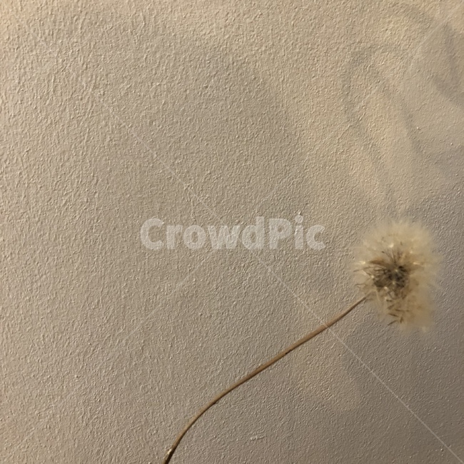 민들레,꽃,그림자,식물,plant,민들레꽃씨
