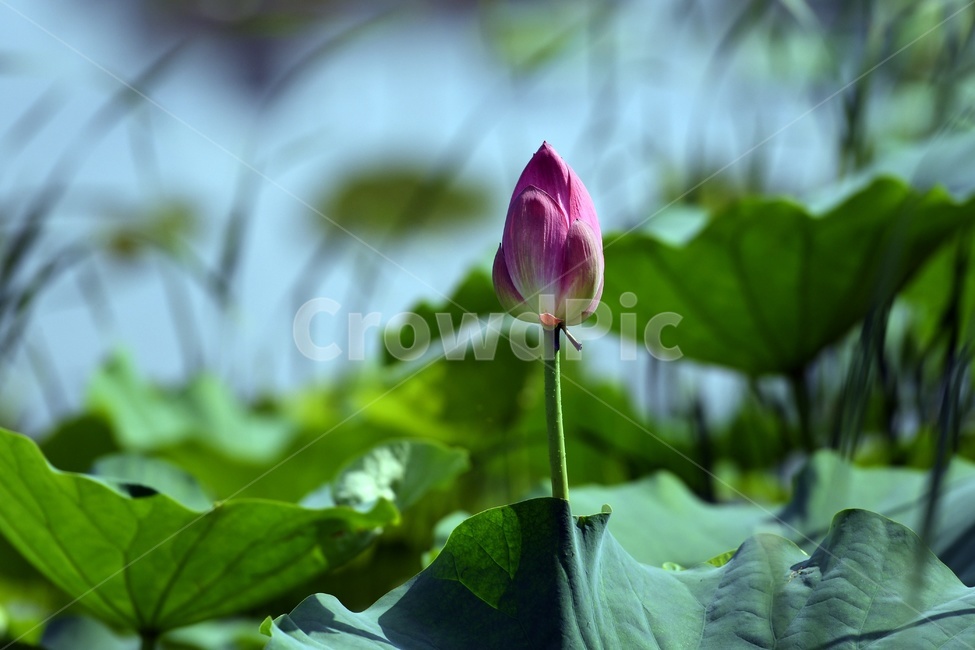 꽃,연꽃,연잎,수련,힐링,식물,plants,nature,flower,초록,호수,자연,식물,자연,plants,nature,꽃,flower