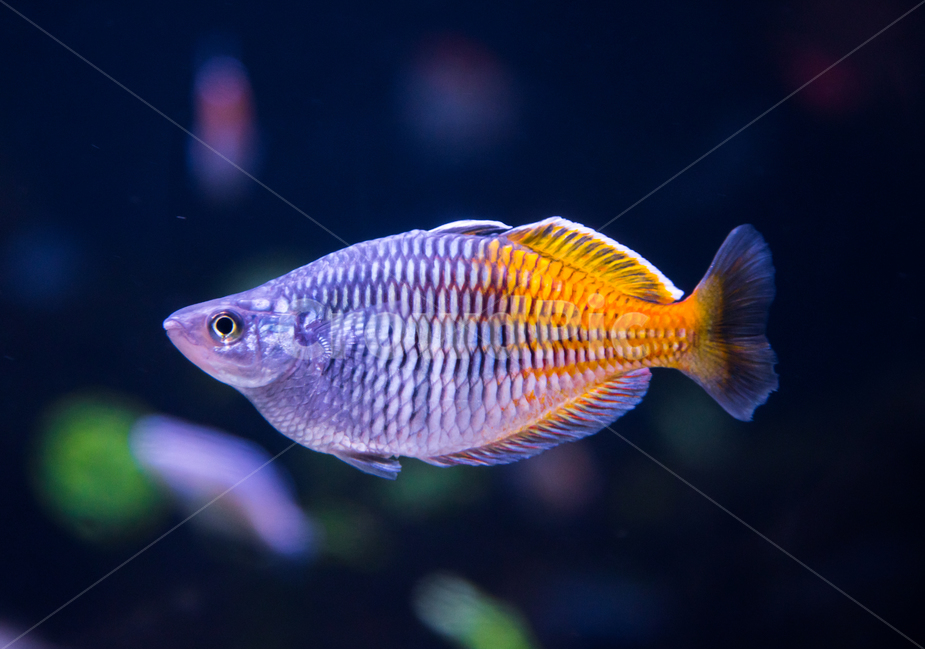 시클리드,담수어,물고기,아쿠아리움,수족관,동물,animal,어류,물고기,fish