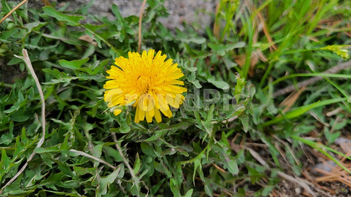 꽃,풀,민들레,flower,plant,식물,들꽃,야생화,봄,봄꽃,노란,노란색,yellow