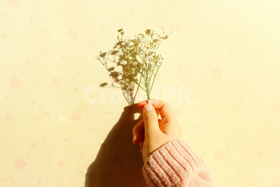 손,안개꽃,꽃,분홍,그림자,pink,flower,hand,꽃,flower