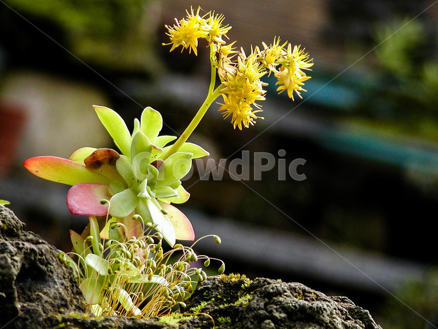 박화장,박화장꽃,다육이,식물,flower,blossom,plant,꽃,봄꽃,화분,다육이꽃