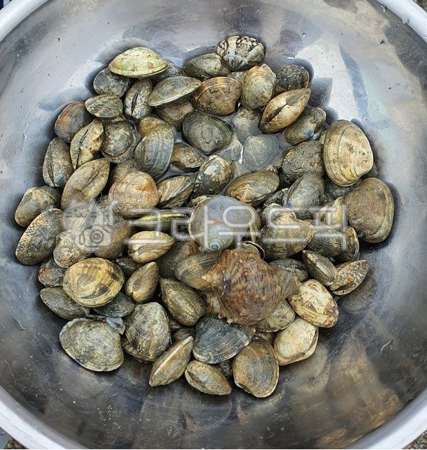 conch,Tidal flat experience,Harujil,nature,Haerujil Experience,clam,clams,Stiff