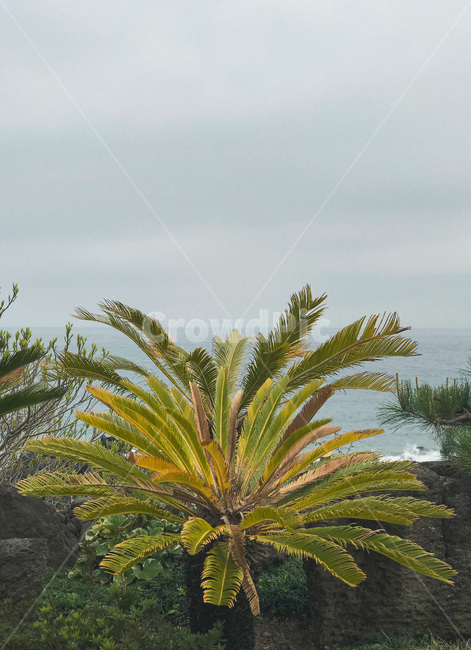 tropical,야자수,plant,summer,트로피컬,식물,여름,tree,arecaceae,palmtree,나무,트로피칼