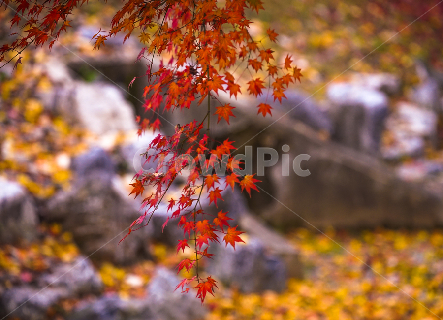단풍,가을,감성,계절,나무,자연,바위,개울,가을,계절,fall,autumn,season,plant,식물,leaf,잎,tree,maple