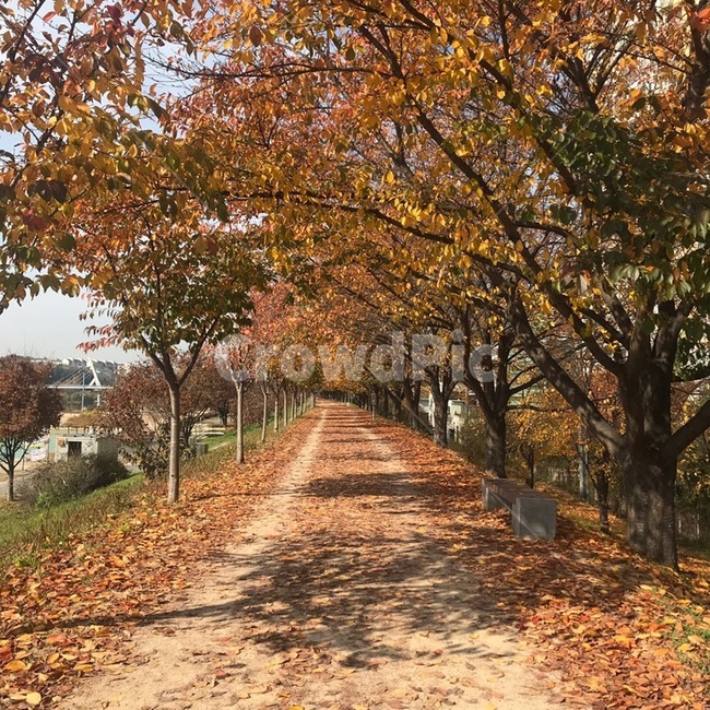 가을,단풍,가을길,단풍나무,산책로,산책길,단풍잎,가을풍경,가을나무