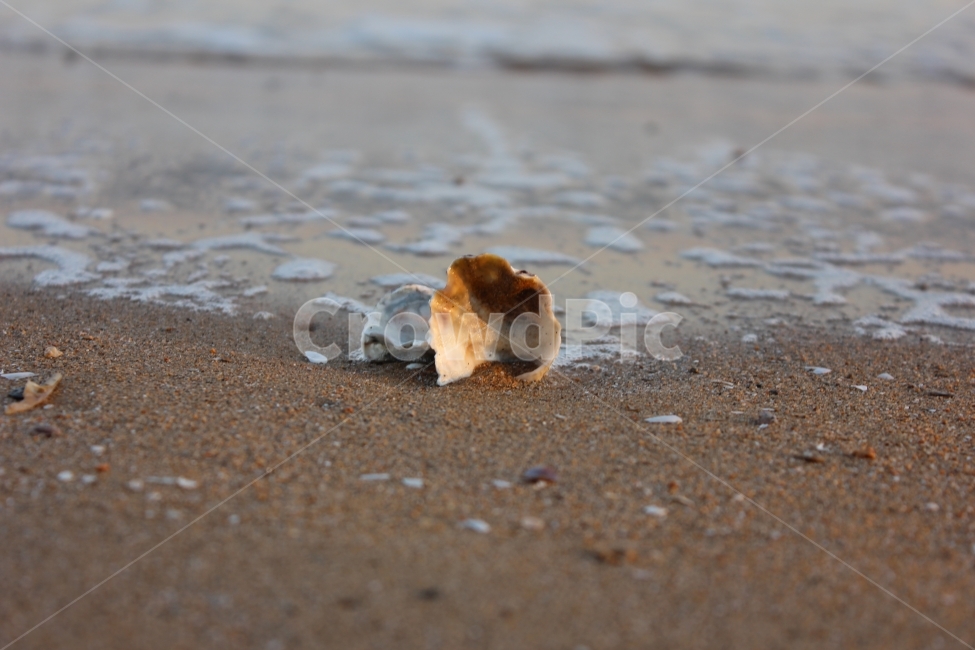 conch,clam,sea,landscape,scenery,조개,소라,조개껍데기,소라껍데기,바다,바닷물,여행,여행사진,풍경,풍경사진,해변,바다,beach,sea,감성,sensible,feeling