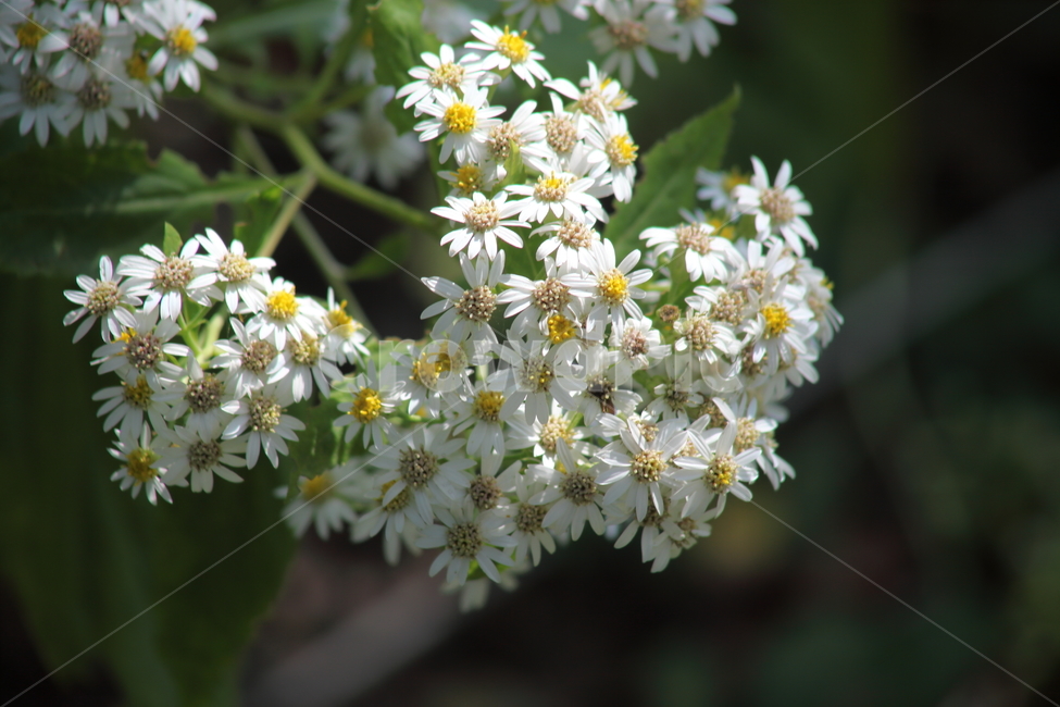 섬쑥부쟁이,식물,ulleungdoaster,flower,blossom,식물,자연,plants,nature,꽃,flower