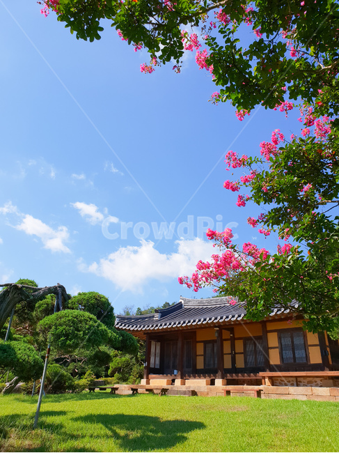 베롱나무,베롱꽃,고택,핑크,풍경,여름,한국전통,한국문화,korean traditional,korean culture,식물,자연,plants,nature,꽃,flower,건축물,건물외관,exterior,building,structure,architecture,construction