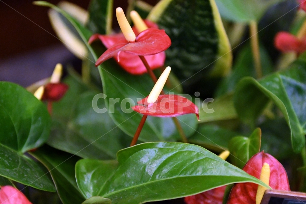 생명,자연,생물,환경,녹색,잎,잎사귀,나뭇잎,물방울,이슬,식물,plants,natrue,꽃,식물,자연,plants,nature