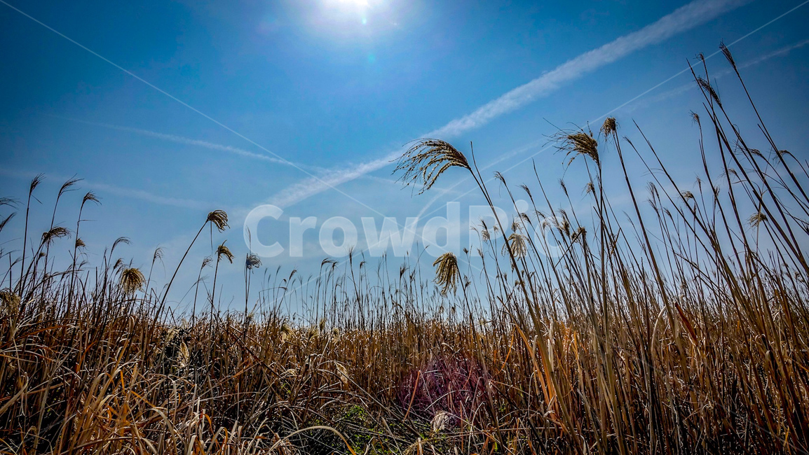 가을,억새,갈대,풍경,하늘,plant,식물,grass,잔디,lawn