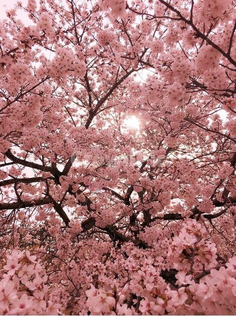 봄,벚꽃,벚꽃엔딩,벚꽃나무,봄소풍,봄,계절,spring,season,식물,자연,plants,nature,꽃,flower,plant,blossom,cherry blossom