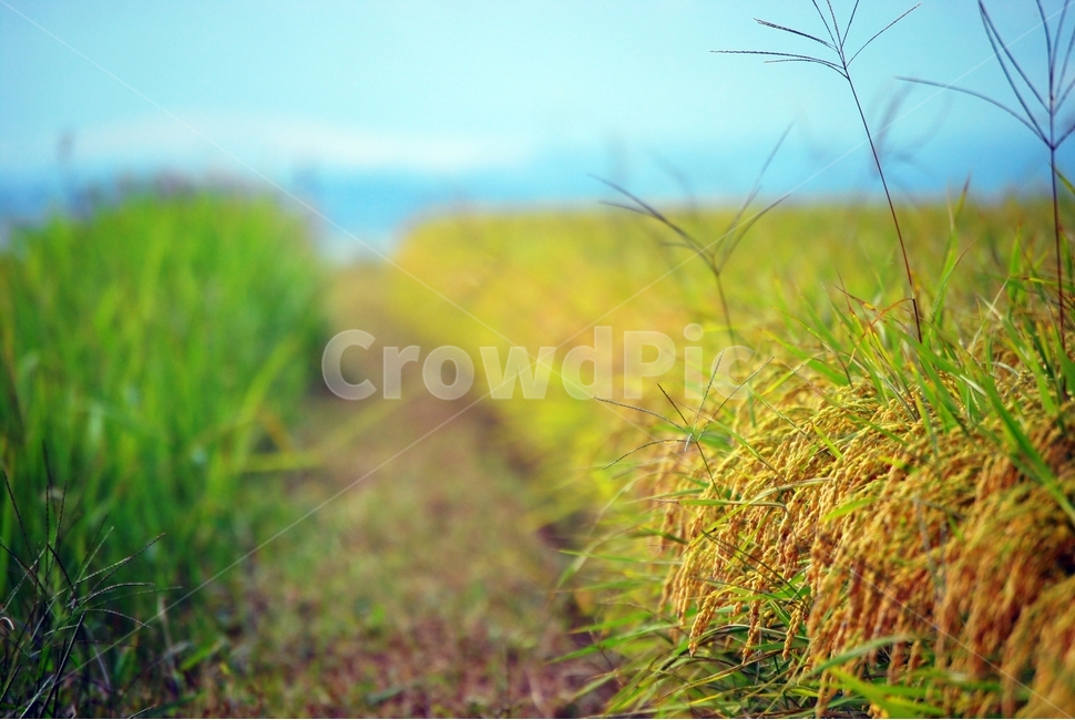가을,추수,논둑,벼,이삭,쌀,시골,마을,풍경,landscape,country,rural,town,산업,industry,industrial,농업,농사,agriculture,farming,farming industry
