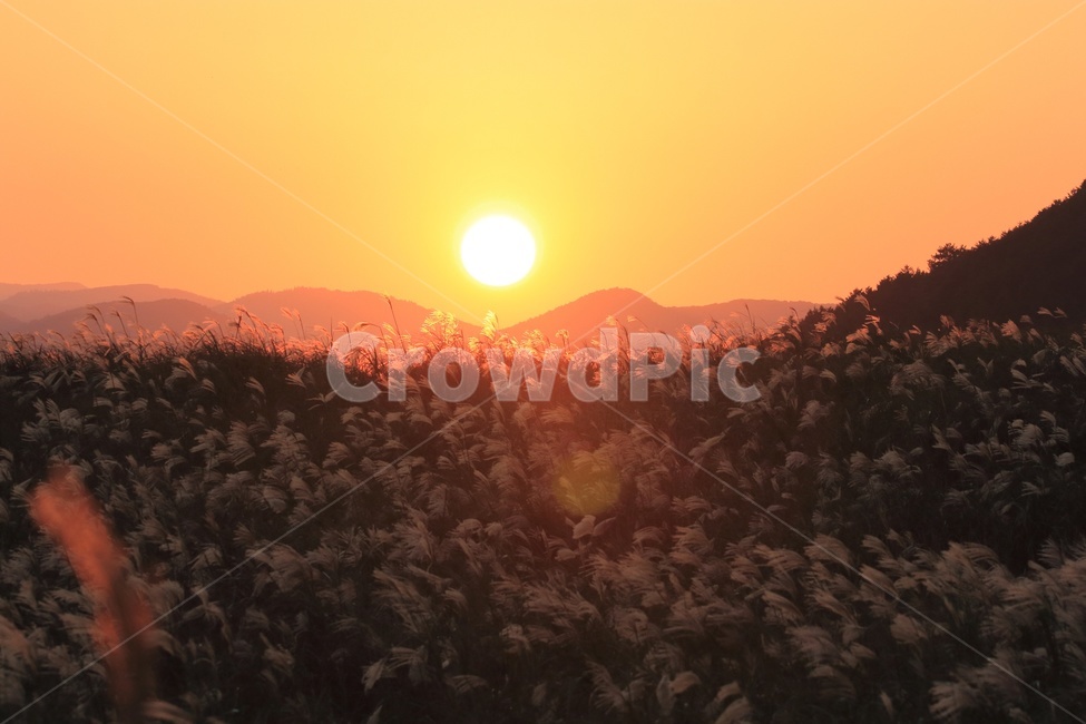 억세,아끈다랑쉬,노을,일몰,오름,빛,가을,제주,억세꽃,풍경,제주풍경,jeju,landscape,노을빛,제주오름,가을,계절,fall,autumn,season,자연,풍경,nature,landscape,outdoors,옥외,light,flare,플레어,sunlight,햇빛,sky,하늘