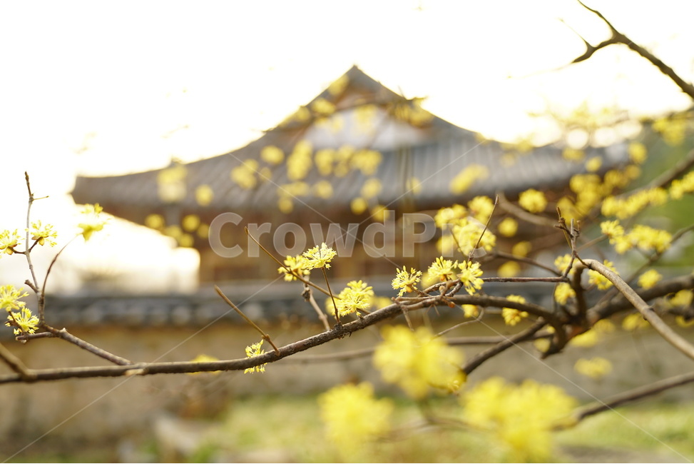 산수유,개나리,꽃,나무,한옥,봄,계절,spring,season,식물,자연,plants,nature,꽃,flower,감성,sensible,feeling,plant