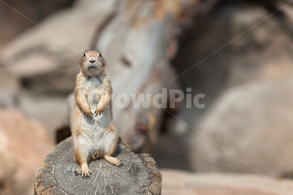 미어캣,미어켓,동물원,서울대공원,경계하는,동물,animal,포유류,mammal