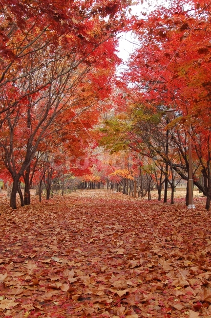가을,단풍,낙엽,길,가로수,가로등,나무,산책,산책로,풍경,가을풍경,가을숲,공원,단풍길,숲,자연,나뭇가지,나뭇잎,식물,풍경사진,배경,세로,자연,풍경,nature,landscape,가을,계절,fall,autumn,season,tree,plant,maple,leaf,잎