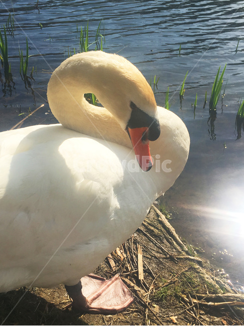 swan,백조,조류,bird,nature,grace,동물,animal,조류,새,birds