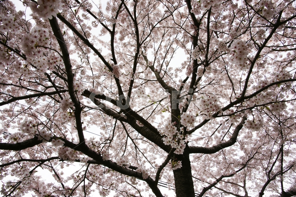 벚꽃,고화질벚꽃,주전벚꽃,봄,주전,봄,계절,spring,season,식물,자연,plants,nature,꽃,flower,나무,trees,wood,plant,blossom,cherry blossom
