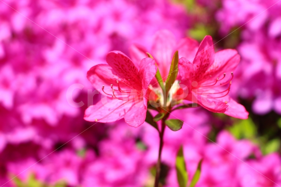 선사유적지,봄,대전,유적지,문화유산,꽃,식물,자연,plants,nature,꽃,flower