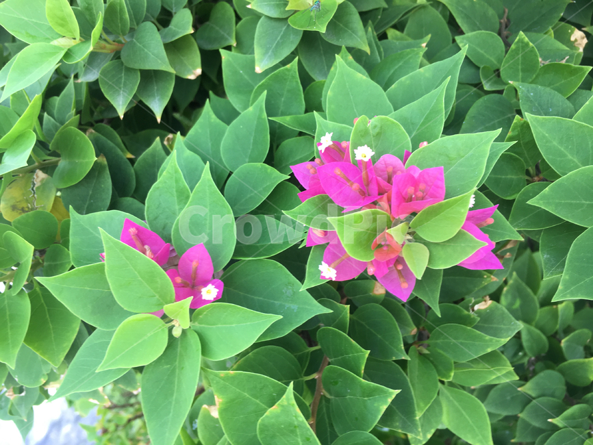 식물,꽃,꽃잎,잎,flower