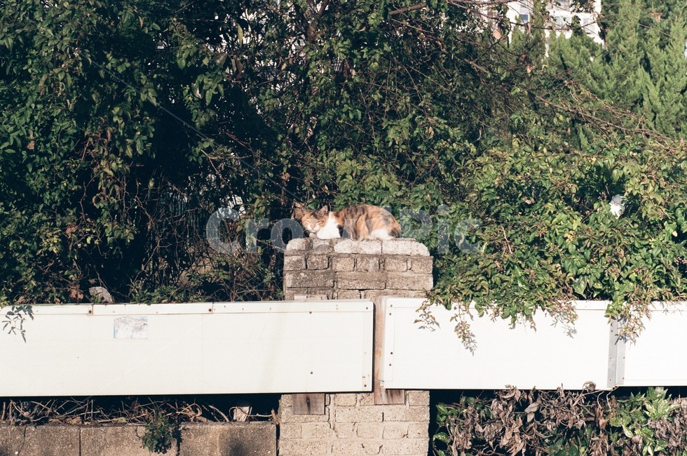 길고양이,고양이,cat,휴식,낮잠,나른함,동물,animal,포유류,mammal,고양이,cat,kitten,kitty