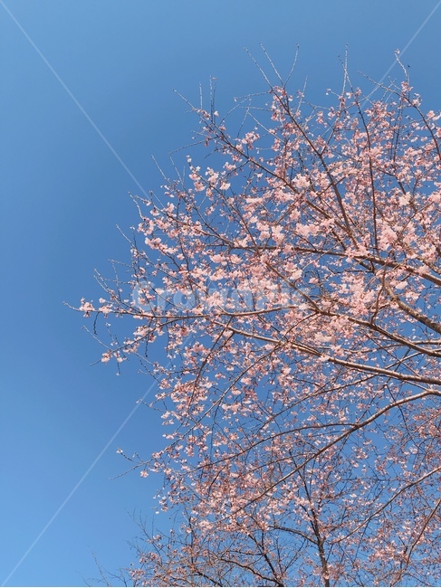 벚꽃,공원,봄날,flower,봄,spring,cherryblossoms,식물,자연,plants,nature,꽃,flower
