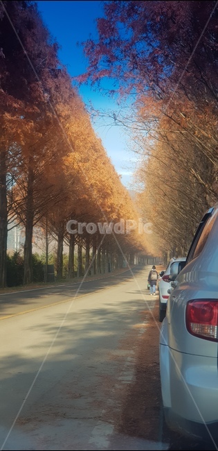 가로수길,단풍,가을,길,자동차,가을,계절,fall,autumn,season,자연,풍경,nature,landscape,transportation,교통,car,차,vehicle,차량,automobile